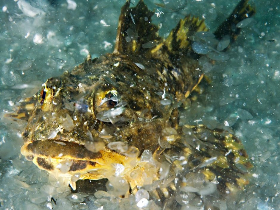 Морской Ерш скорпена