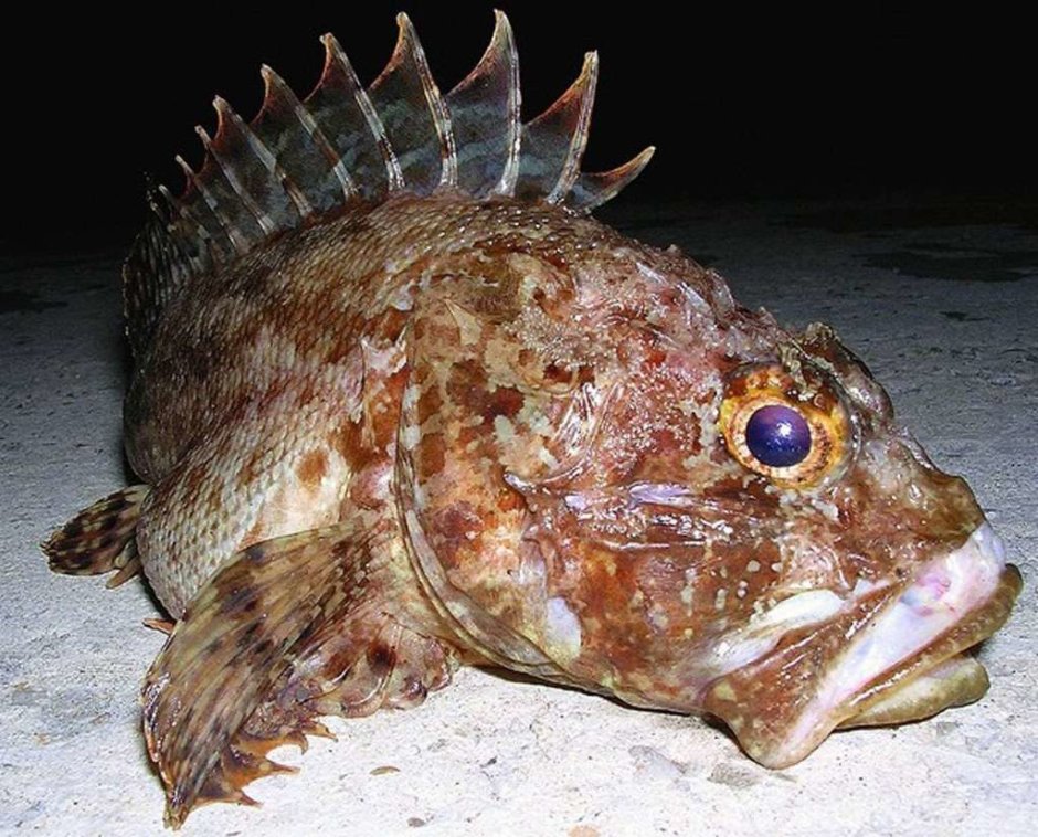 Рыба бычок Охотское море