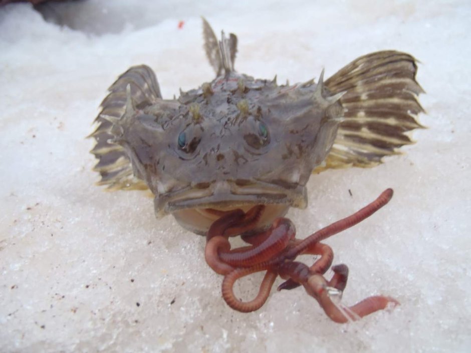 Дальневосточный керчак Myoxocephalus stelleri