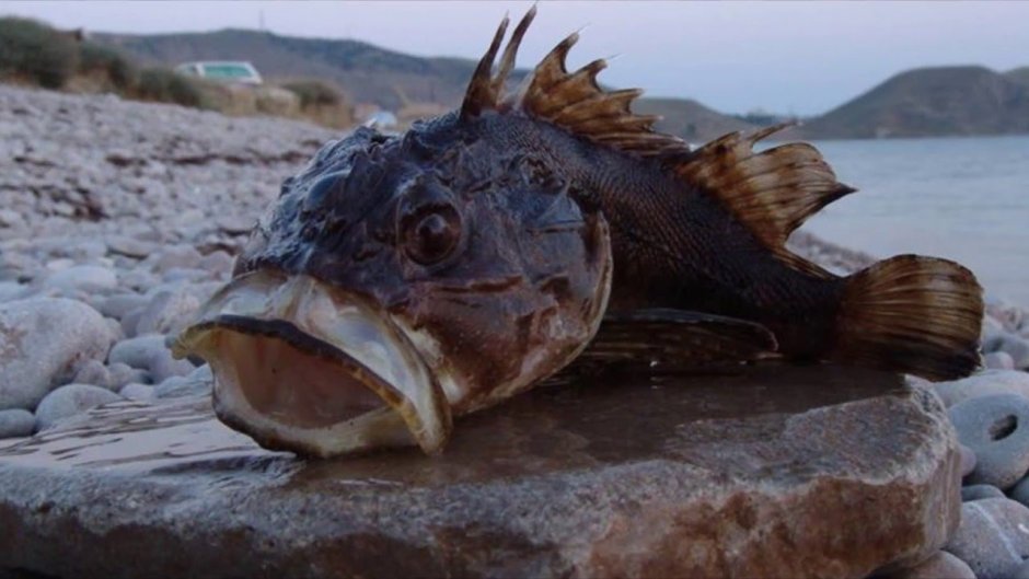 Морской Ерш скорпена Черноморский