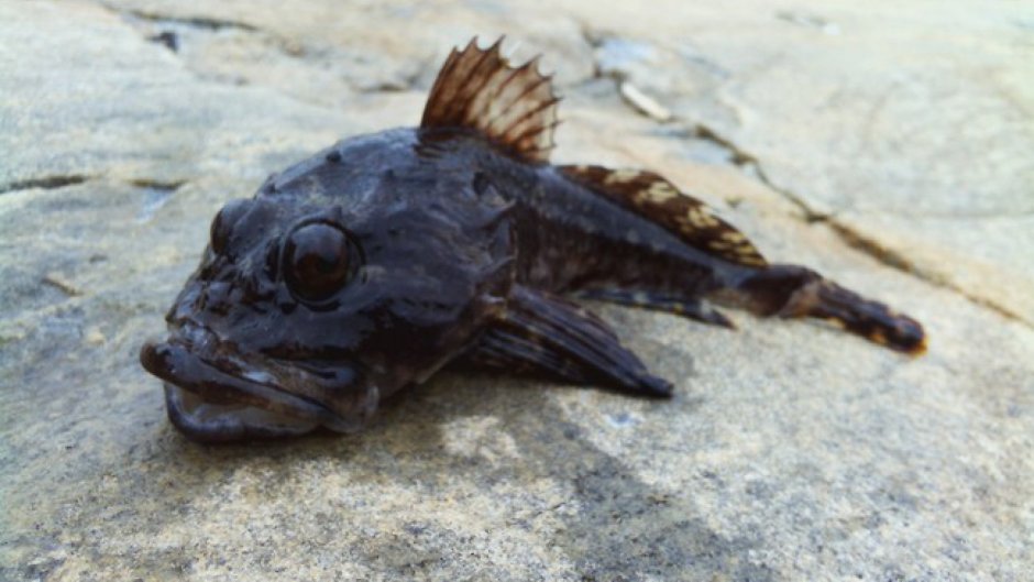Морской Ерш скорпена