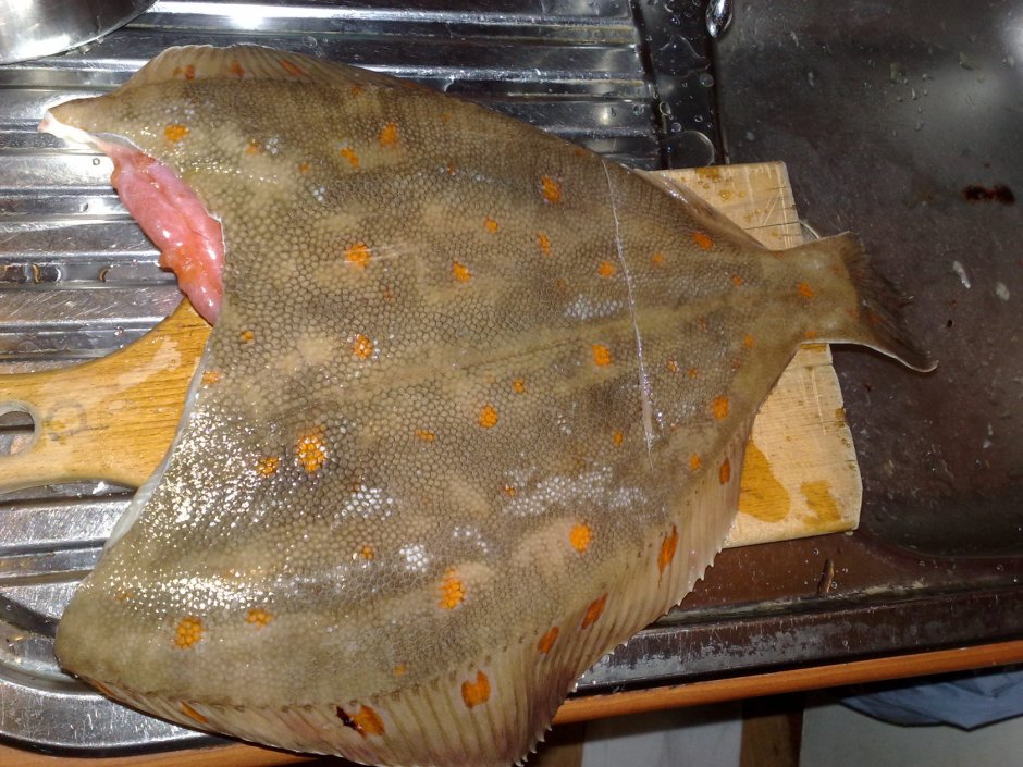 Камбала Королевская