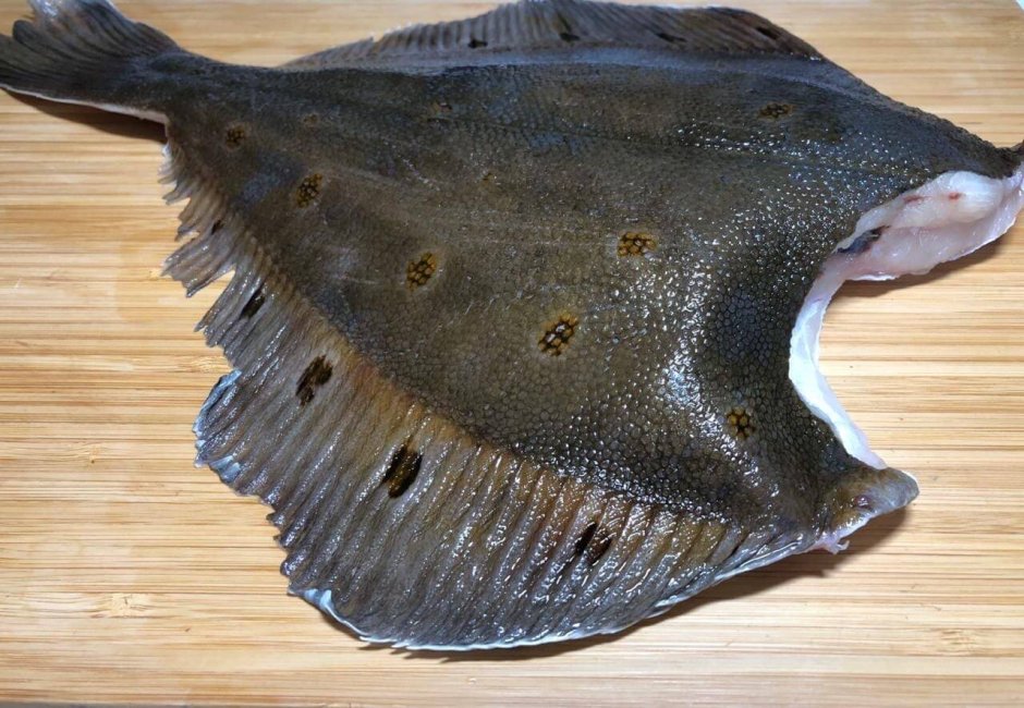 Камбала 500+