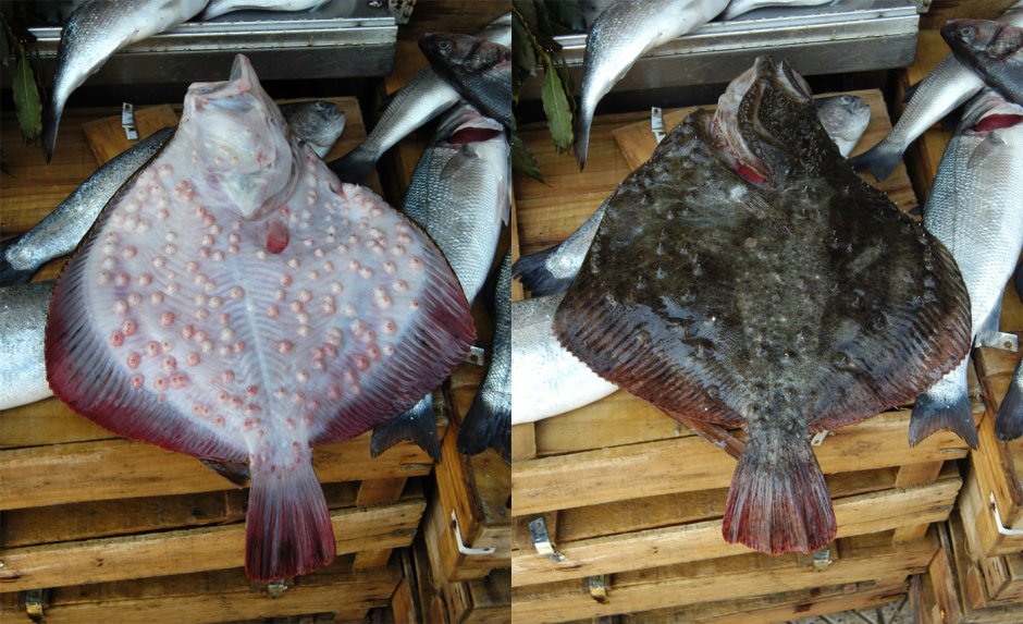 Морские сочинские рыбы