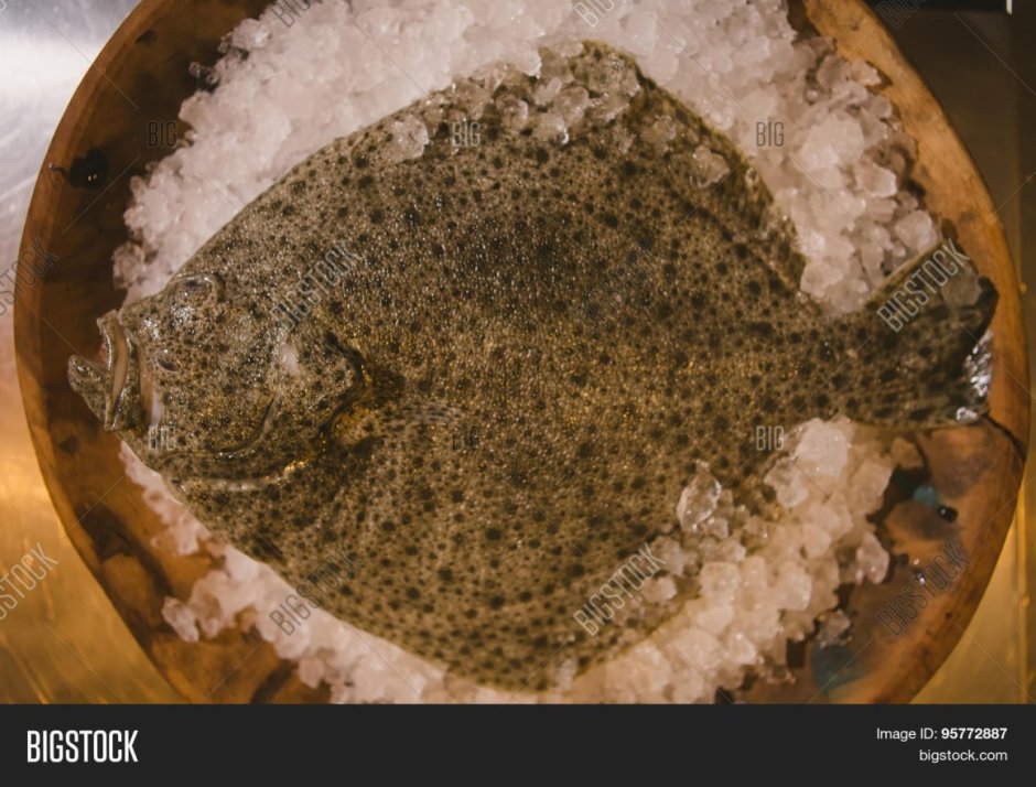 Обыкновенная морская камбала
