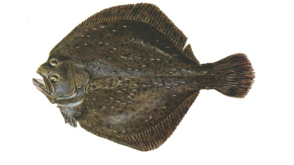 Морская рыбалка камбала