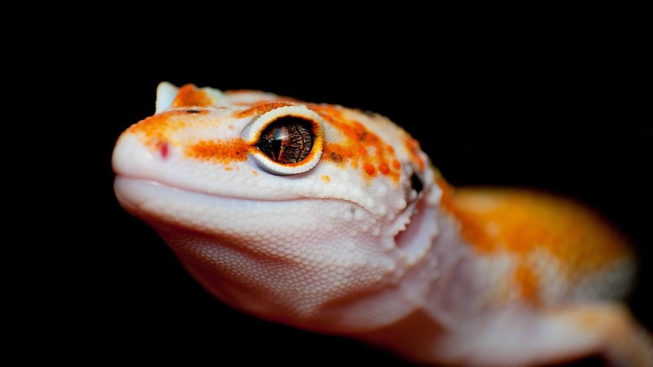 Leopard Gecko Yellow Paradox