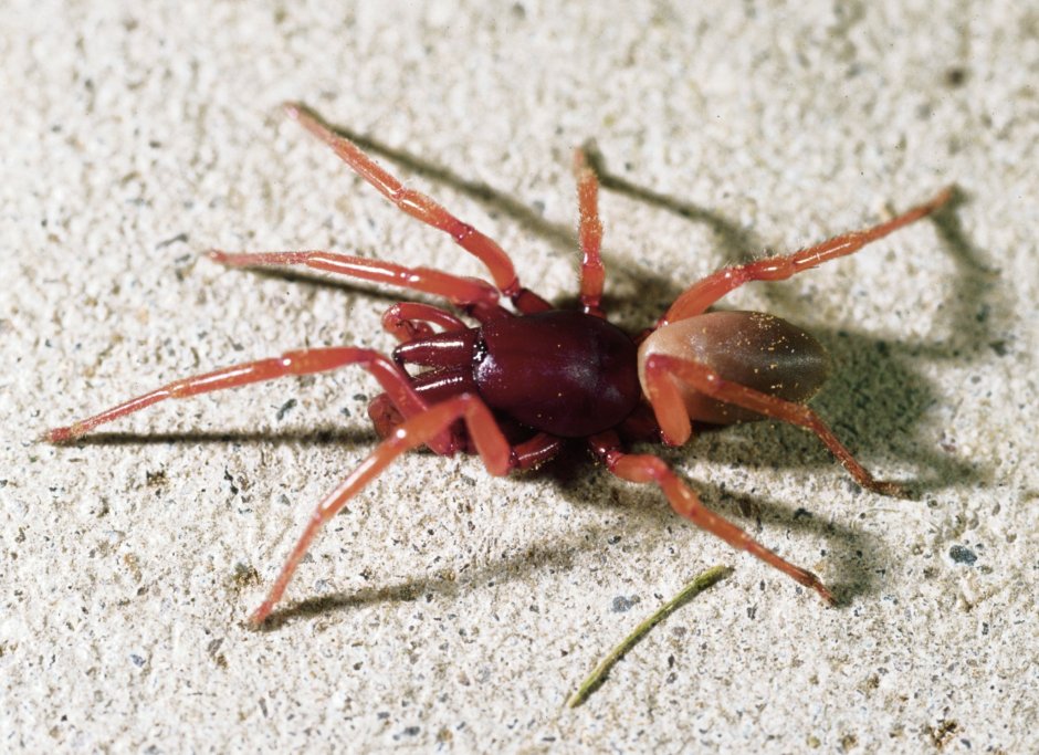 Dysdera crocata