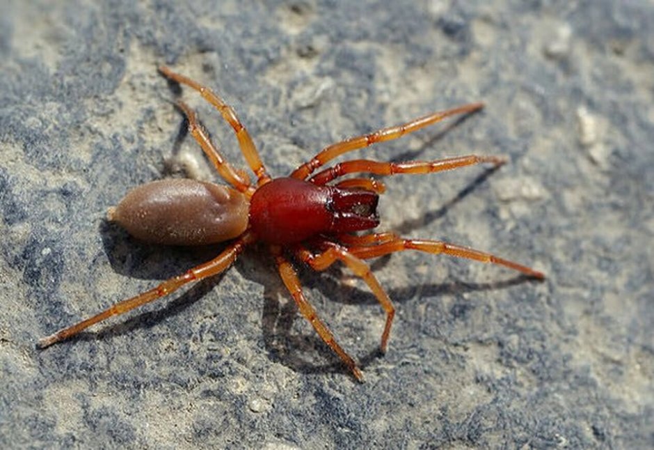 Dysdera crocata паук
