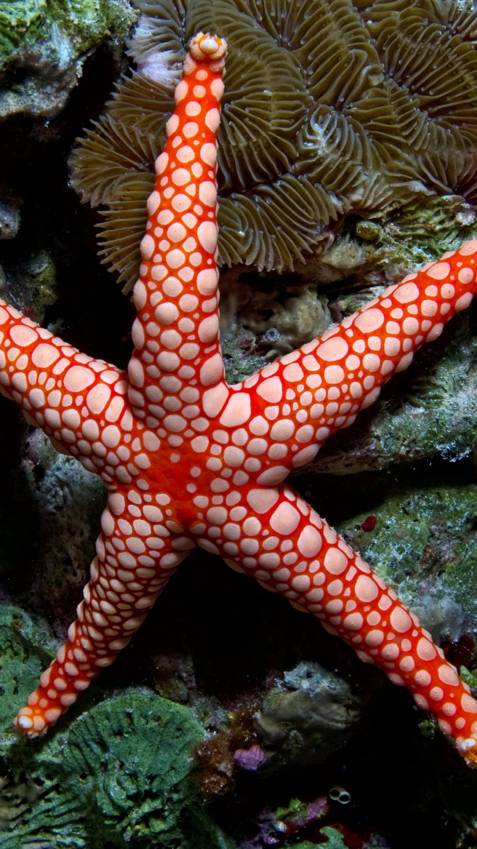 Fromia monilis