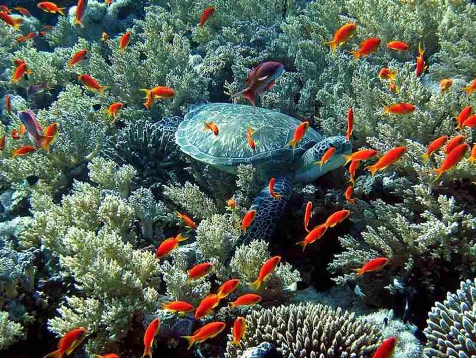Флора Адриатического моря