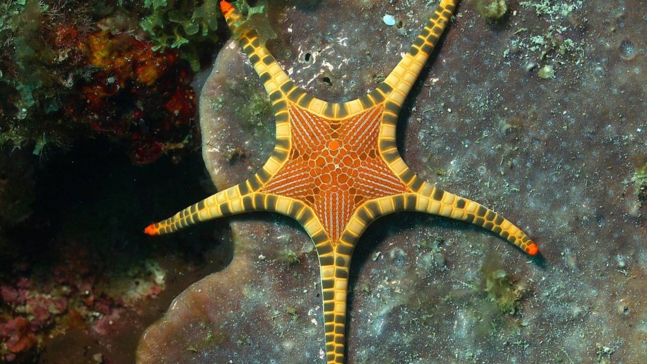 Iconaster longimanus