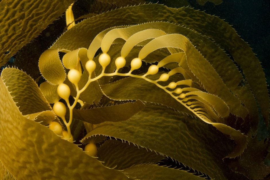Бурая водоросль (Macrocystis pyrifera),