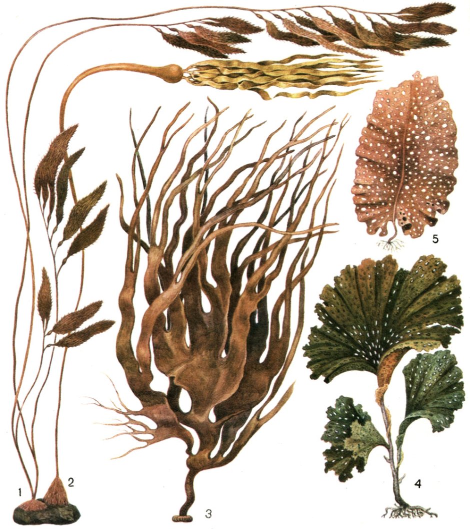 Бурые водоросли (Phaeophyta)