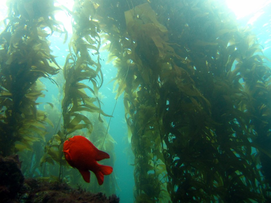 Macrocystis pyrifera