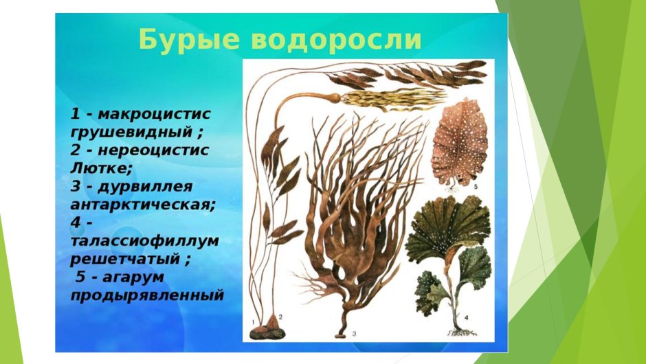 Бурые водоросли макроцистис