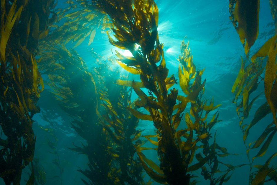 Саргассово море водоросли