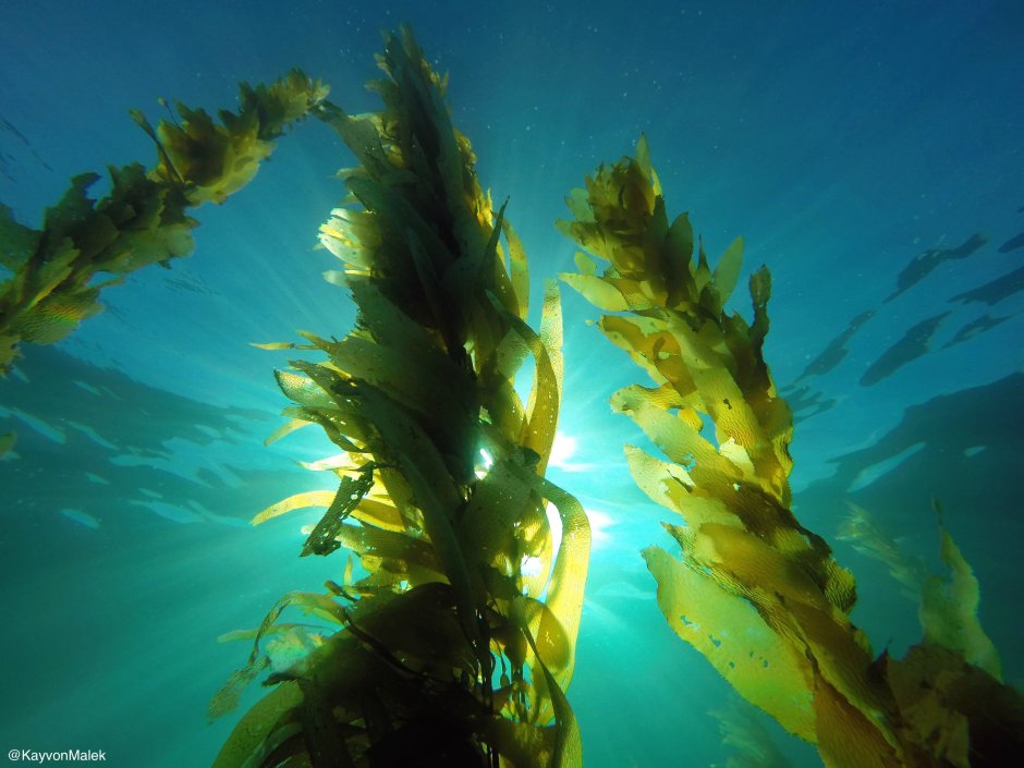Macrocystis pyrifera