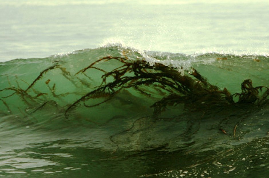 Ундария перистая водоросль