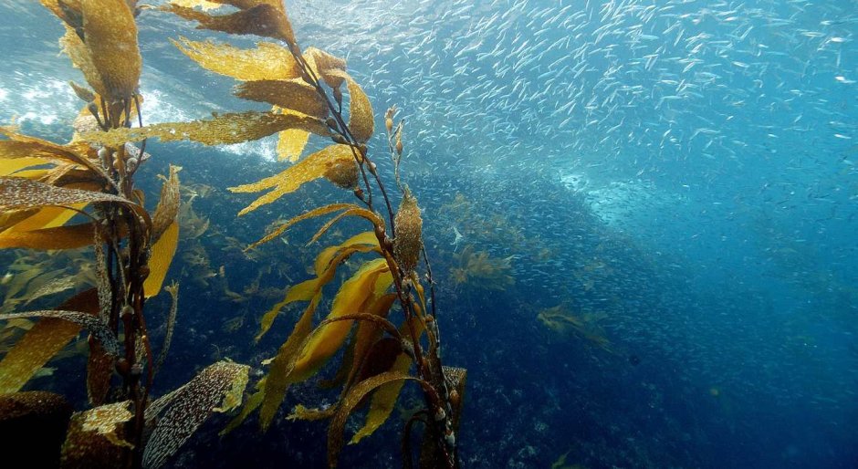 Золотистые водоросли Chrysophyceae
