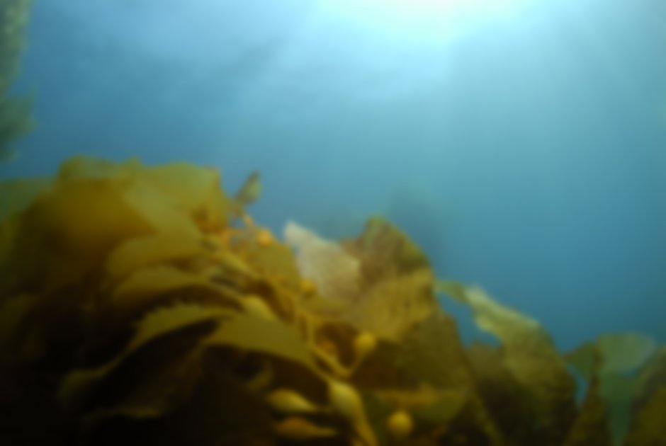 Морские водоросли келп