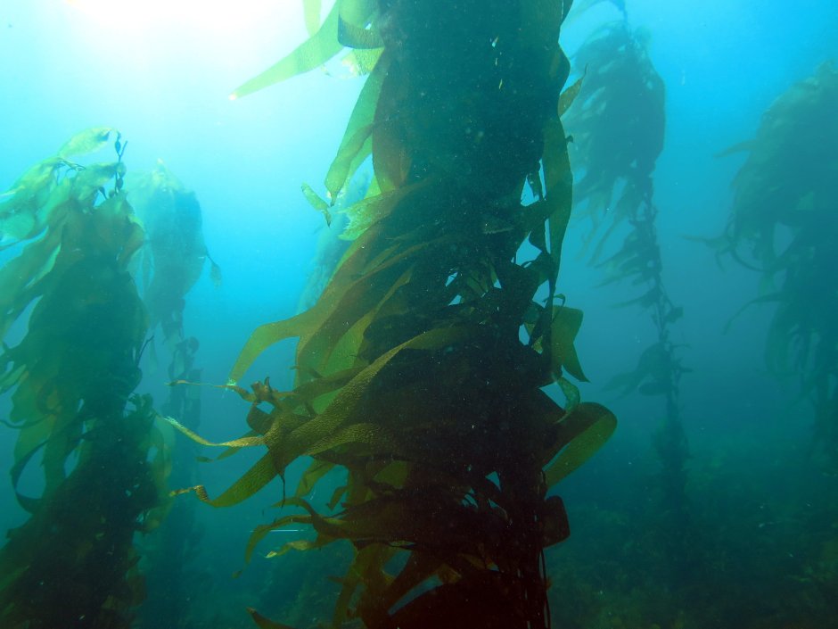 Macrocystis pyrifera