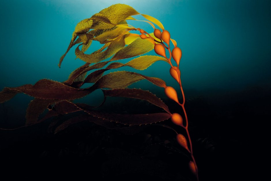 Морской берег водоросли Macrocystis pyrifera