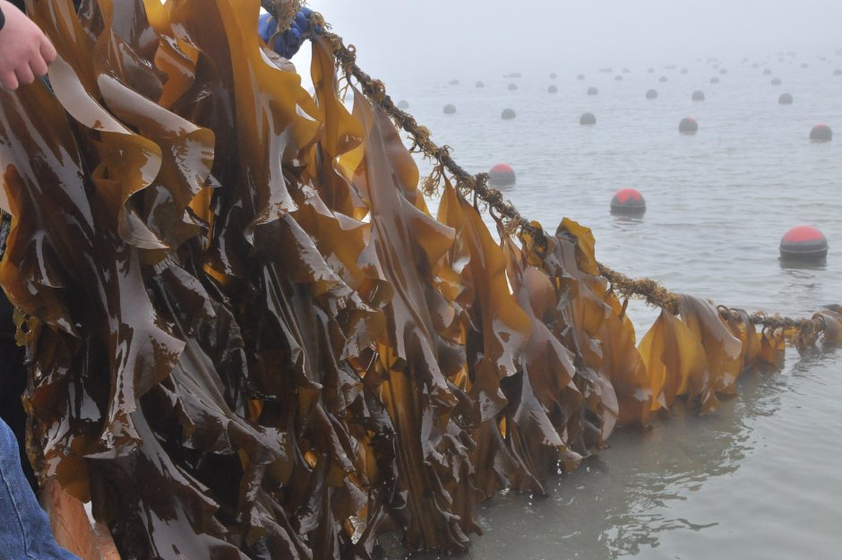 Водоросли морской виноград фукус