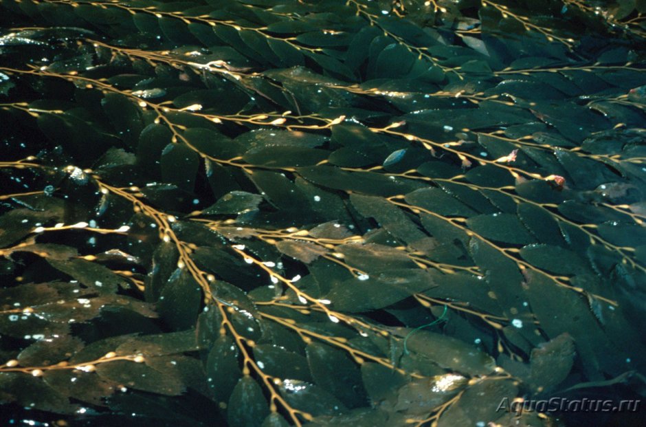 Бурые водоросли (Phaeophyta)