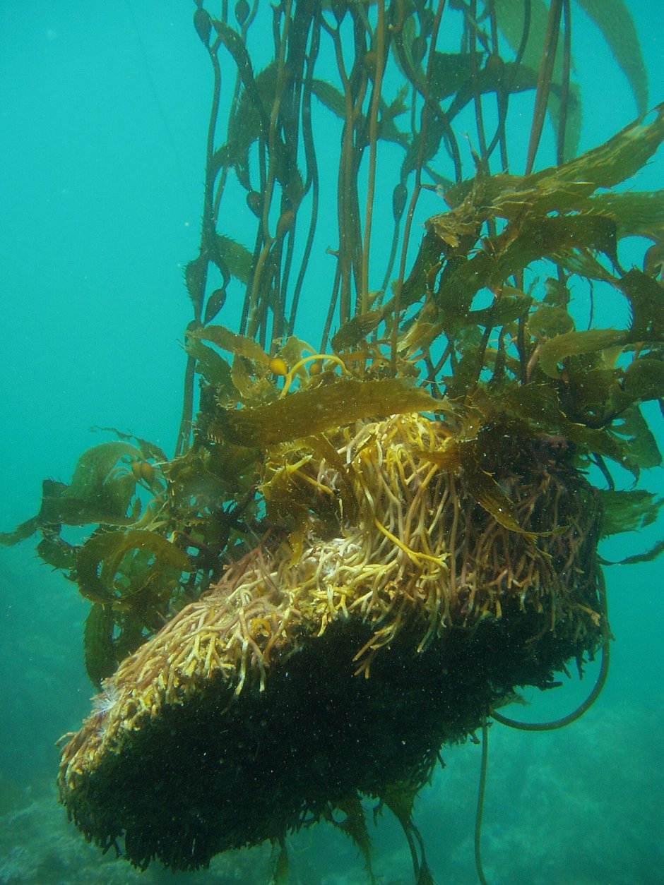 Водоросли морская капуста