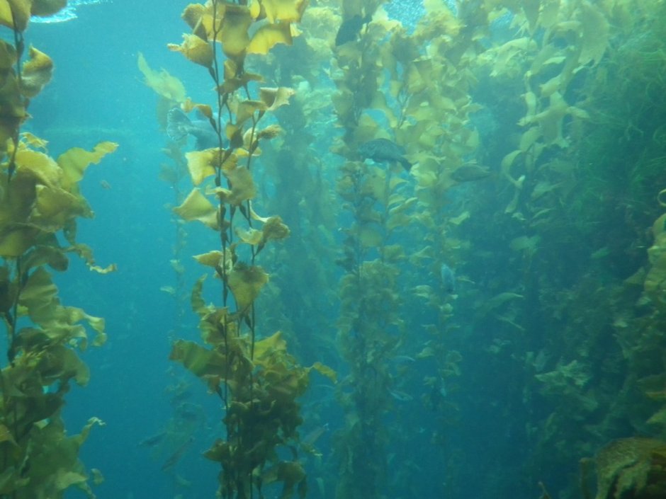 Подводный "лес"(Kelp Forest)