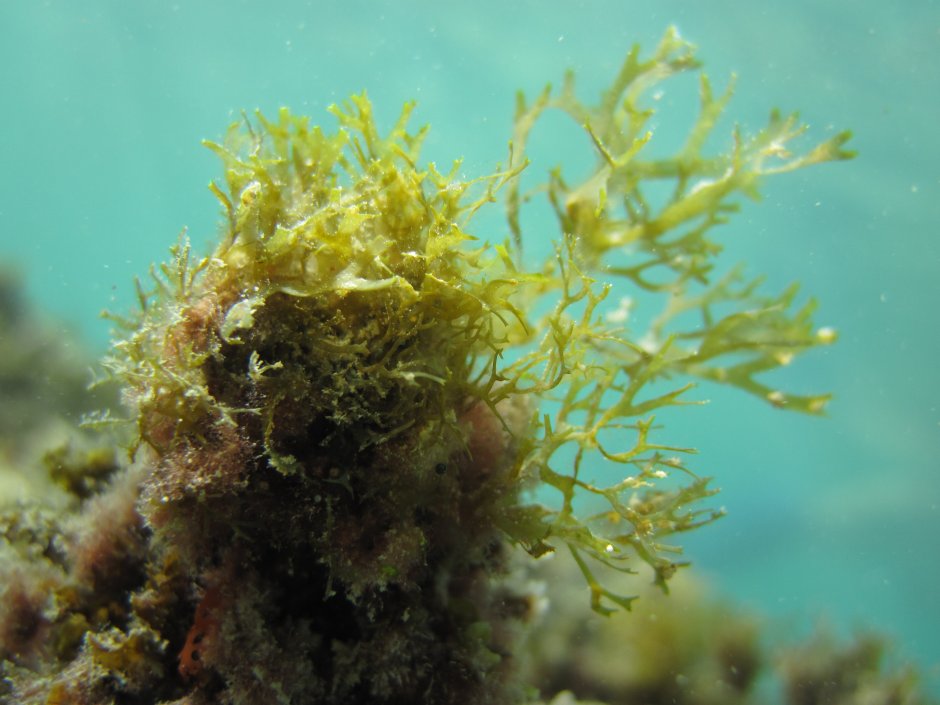 Macrocystis pyrifera