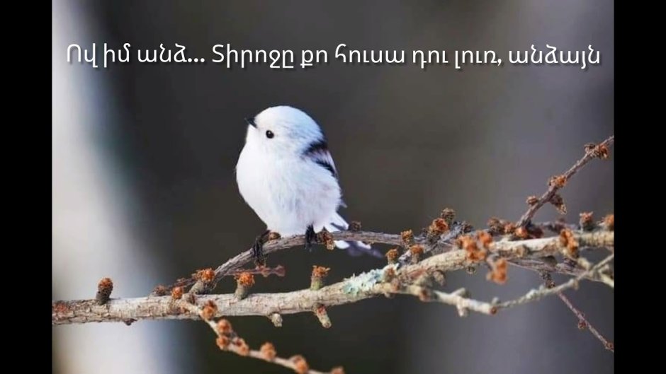 Шима энага птичка