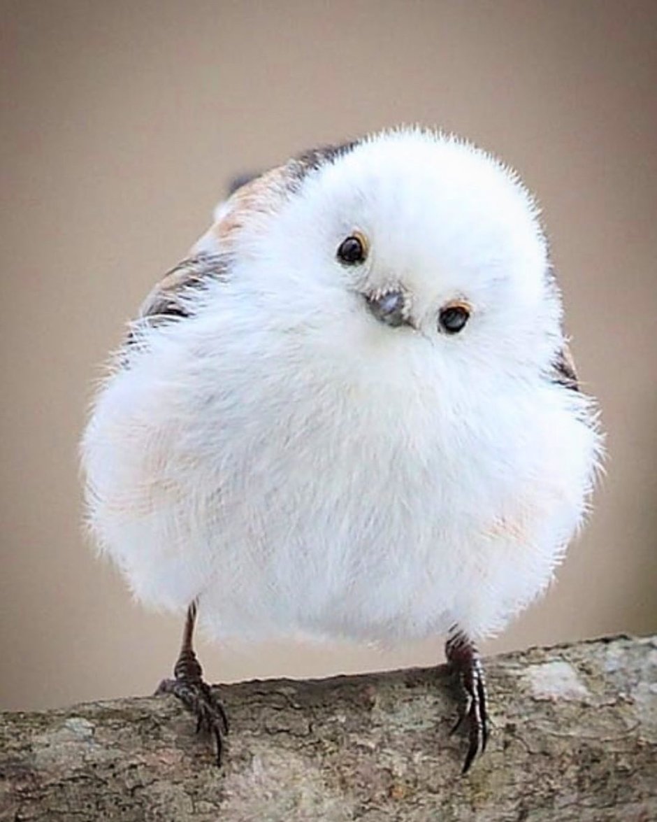 Ополовник птица фото