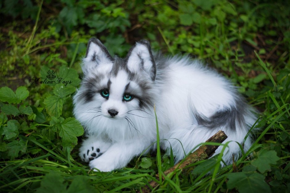 Мраморная лиса (Marble Fox)