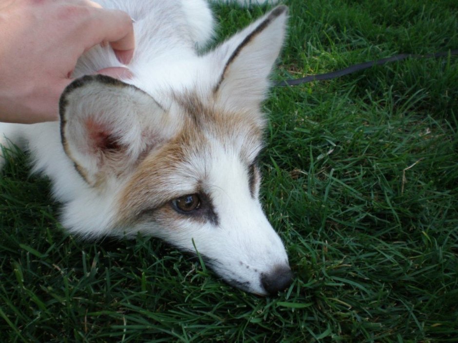 Мраморная лиса (Marble Fox)