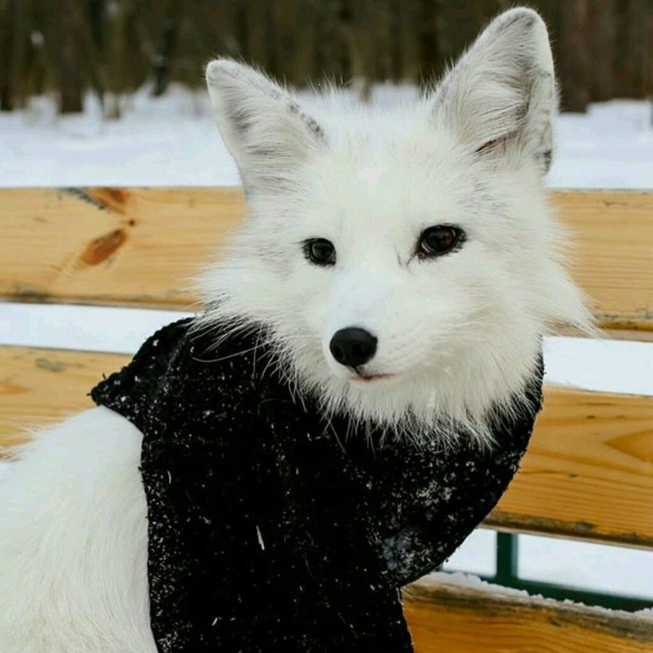 Кросс Фокс Лис