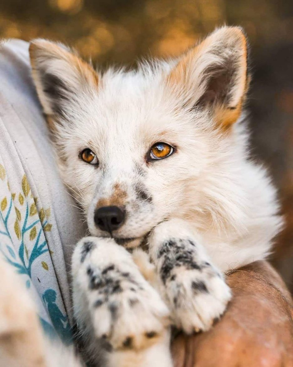 Мраморная лиса (Marble Fox)