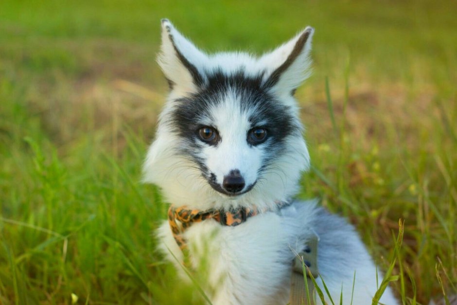 Marble Fox