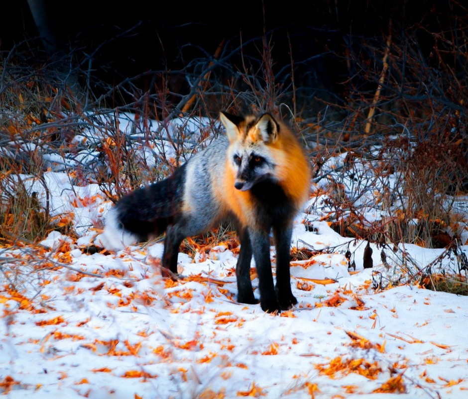 Мраморная лиса (Marble Fox)