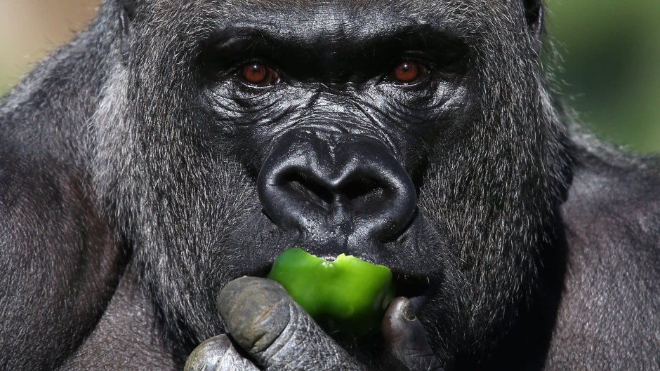 Silverback горилла