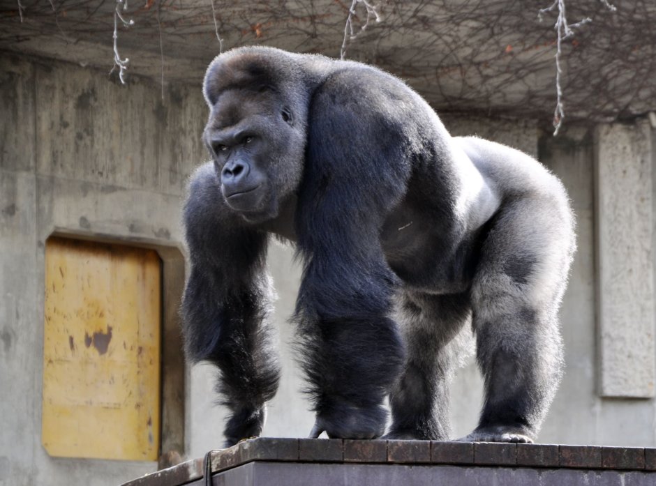 Горилла самец Shabani