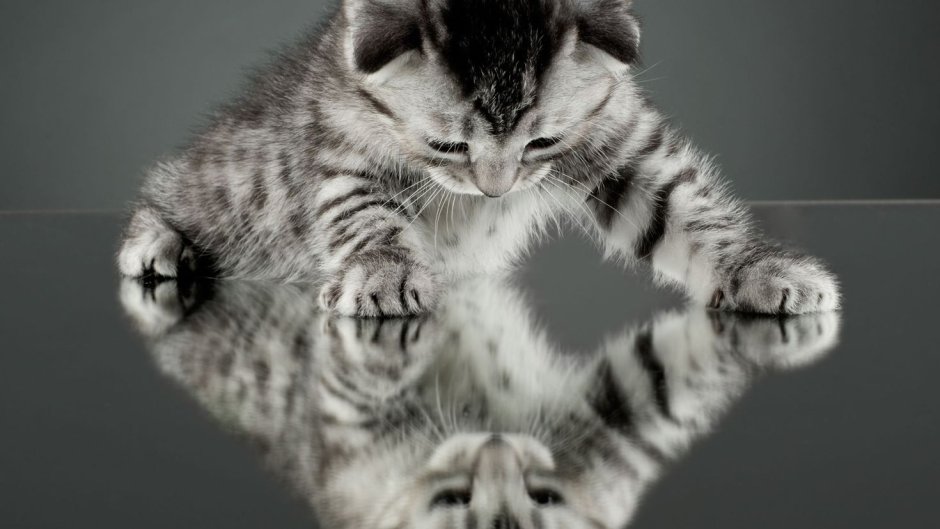 Картинки котят