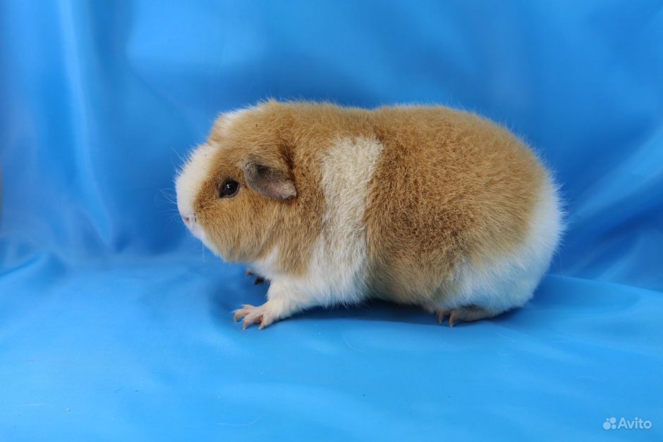 Морские свинки породы американский Тедди