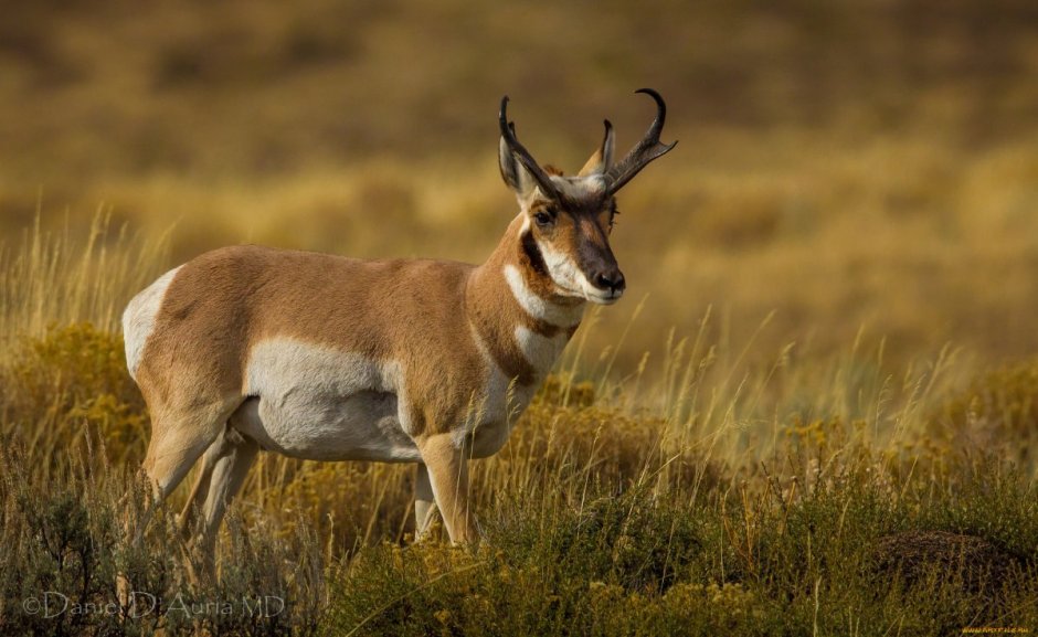 Вилорог (Antilocapra Americana),