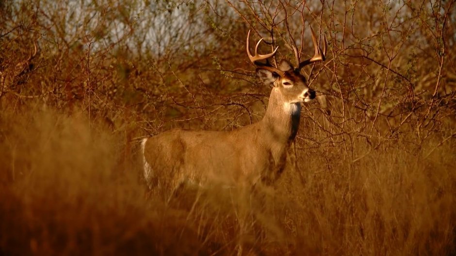 Deer перевод на русский