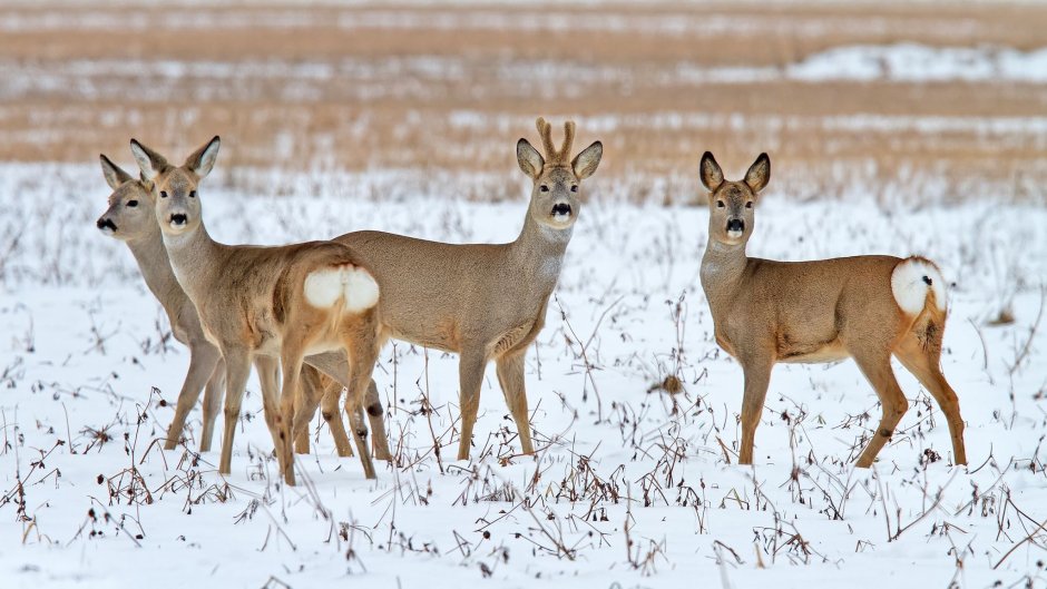 Косуля Сибирская (capreolus pygargus Pall.)