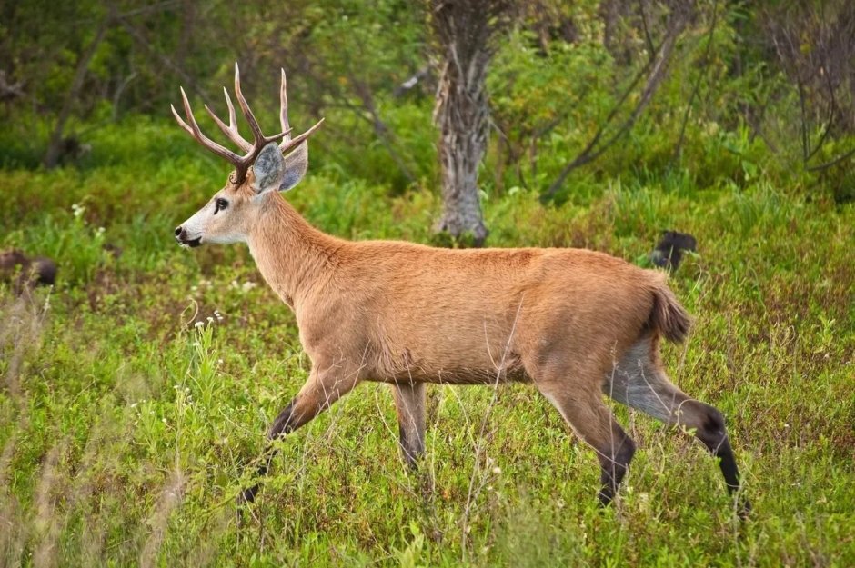 Пампасский олень в Южной Америке