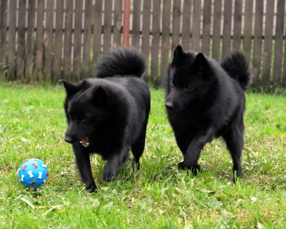 Schipperke Dog Breed