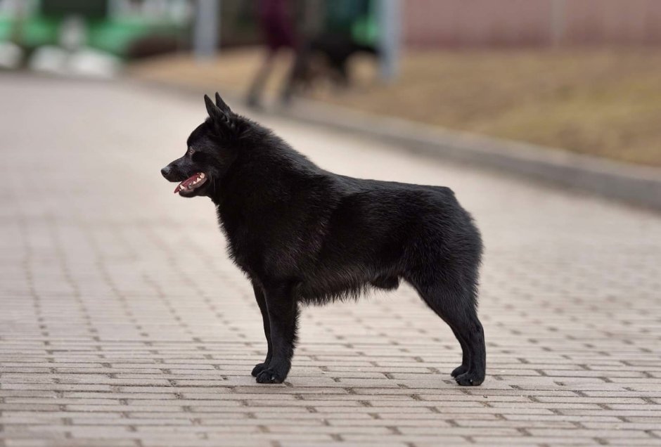 Шипперке Лапландский шпиц